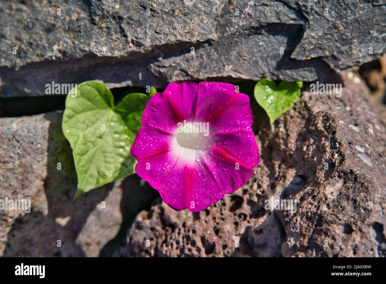 Red Morning Glory Ipomoea indica Heavenly Blue Moonflower Morning Glory Scarlett o'Hara Morning Glory Foto Stock