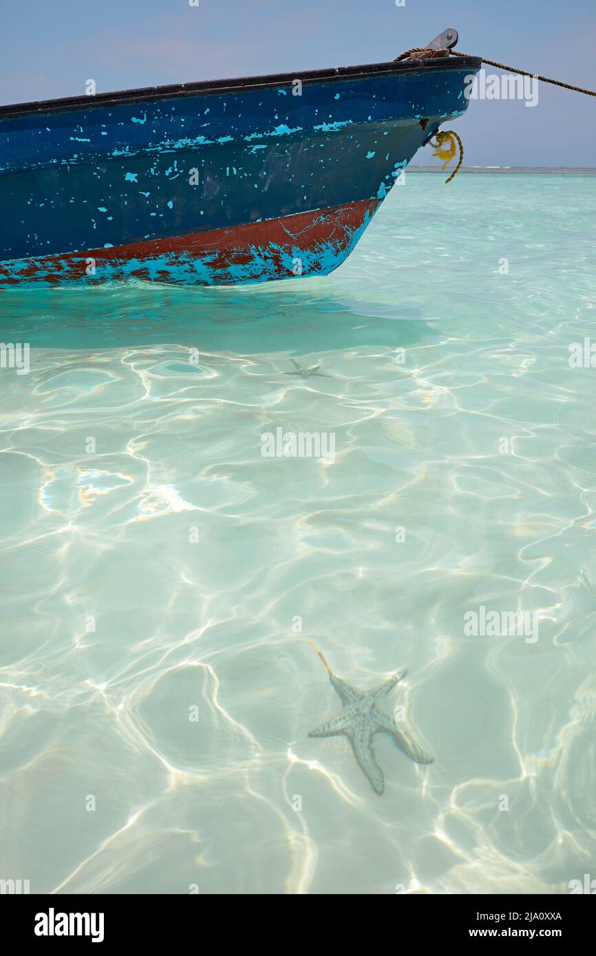 Una stella marina nelle acque cristalline dell'Oceano Indiano, Zanzibar, Tanzania, Africa. Foto Stock