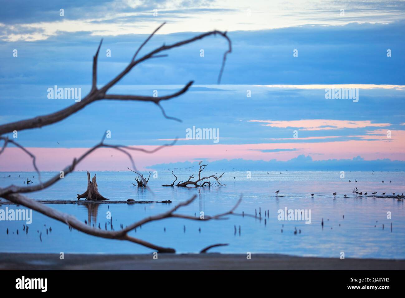 Alberi secchi nelle acque saline di Laguna Mar Chiquita nel Parco Nazionale di Ansenuza, Miramar, Cordoba, Argentina. Foto Stock