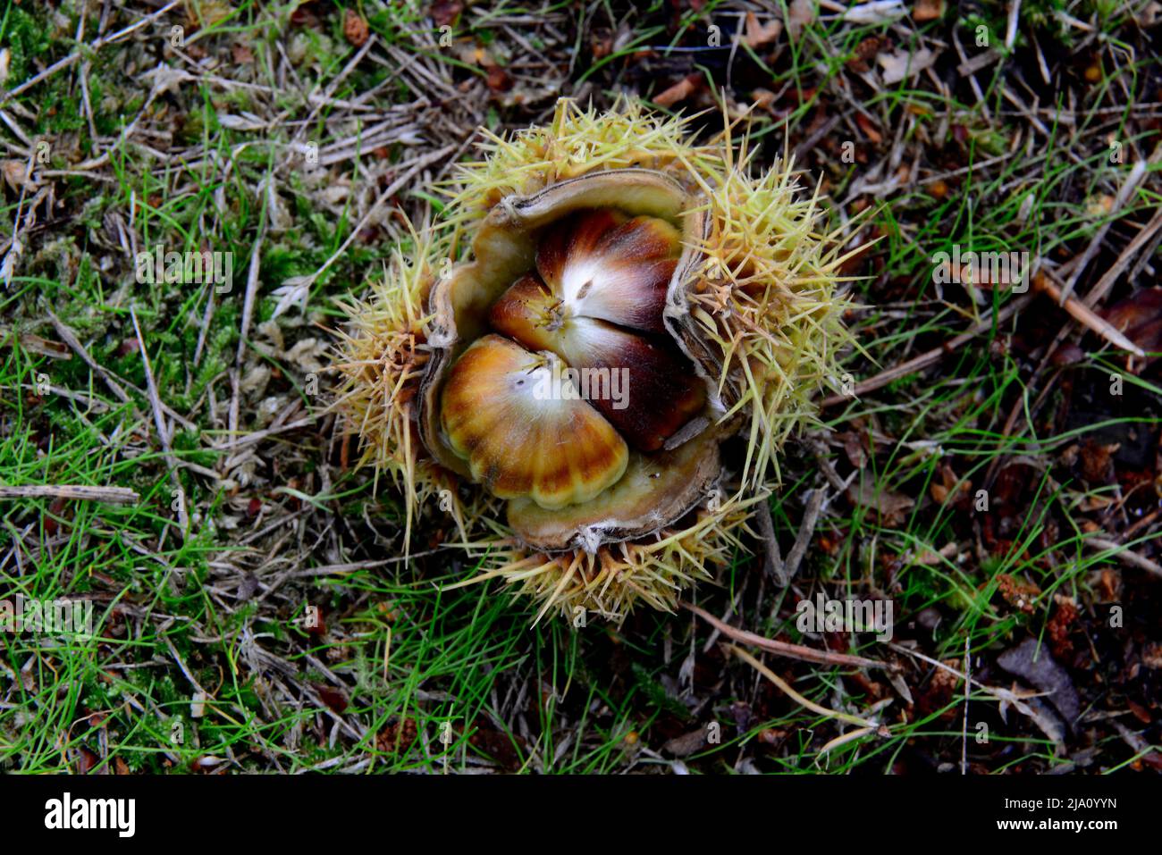 Castagne dolci appena cadute. Foto Stock