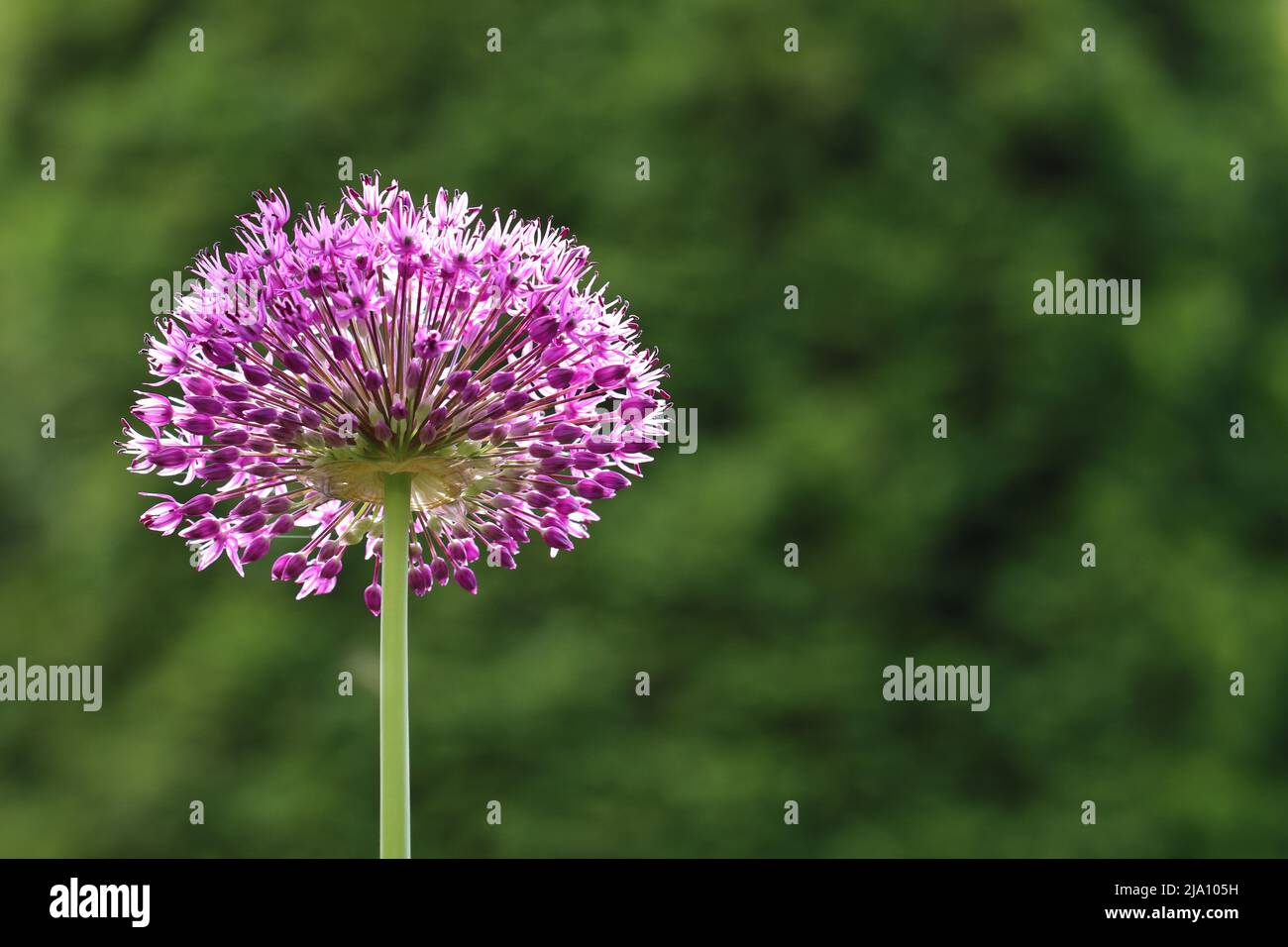primo piano di un bellissimo fiore di allio viola illuminato dal sole su uno sfondo verde sfocato con una vista diagonalmente dal basso e uno spazio copia sulla destra Foto Stock