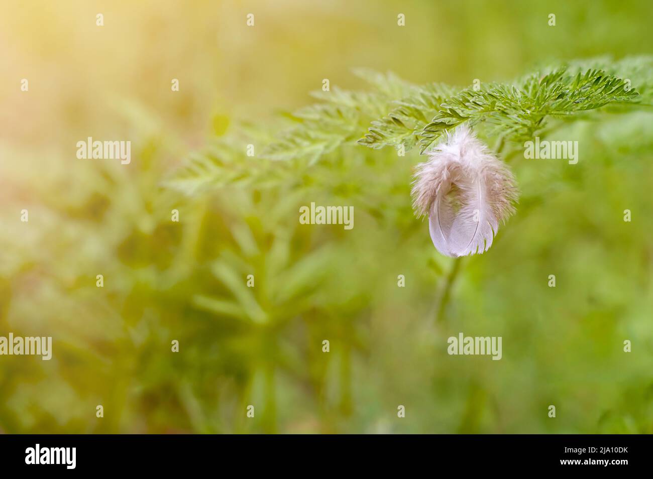 Due piume di uccello grigie appendono sull'erba contro uno sfondo verde erboso sfocato. Posiziona per testo. Messa a fuoco selettiva. Spazio di copia Foto Stock