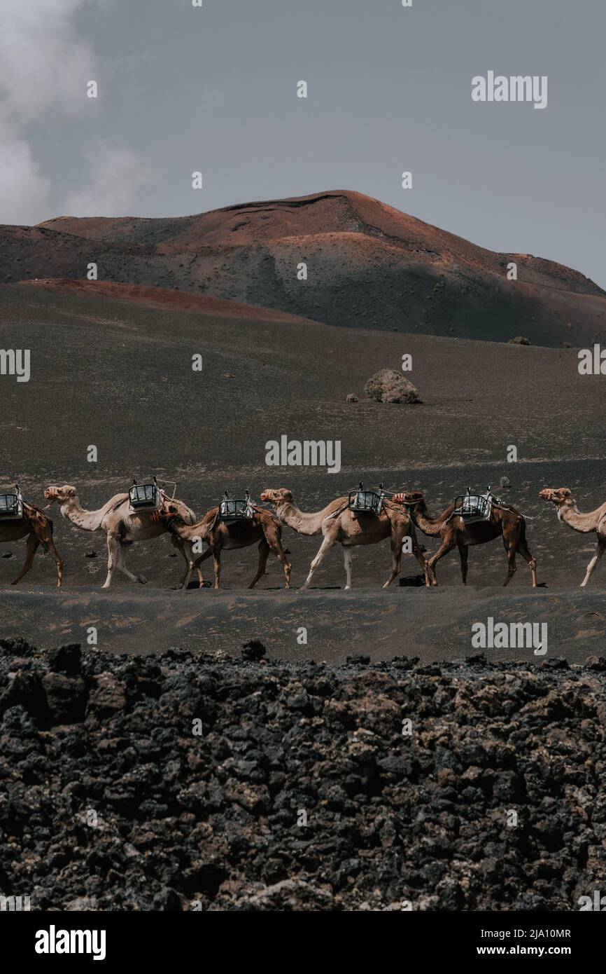 Kamele in der Vulkanlandschaft von Timanfaya - Lanzarote 2 Foto Stock