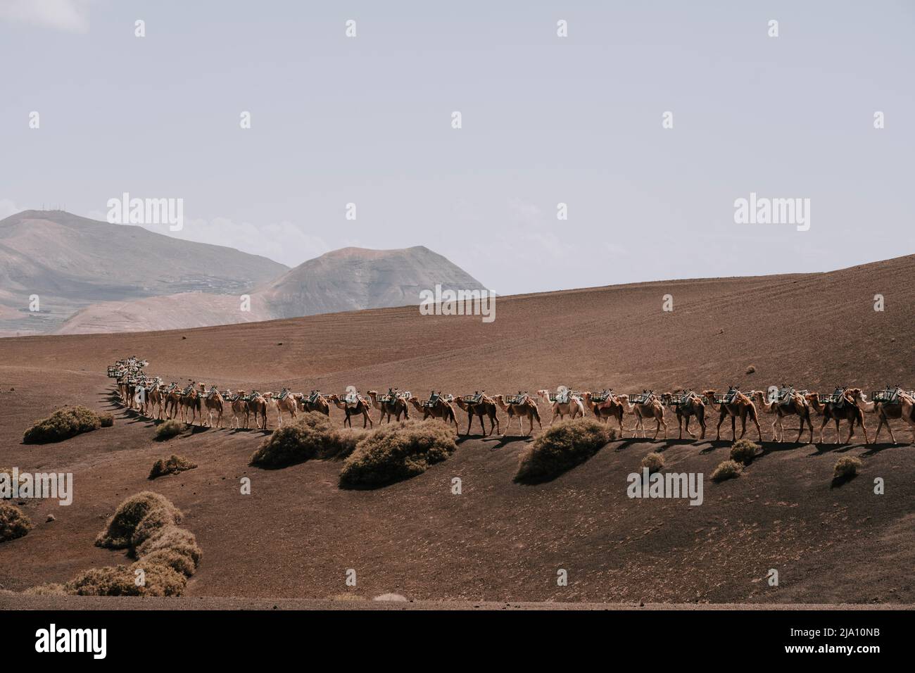 Kamele in der Vulkanlandschaft von Timanfaya - Lanzarote 1 Foto Stock