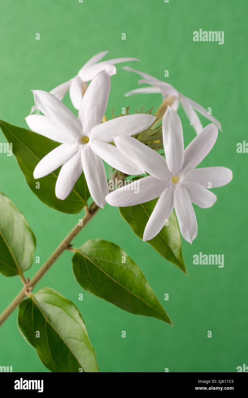 bianco comune gelsomino fiori su uno sfondo verde, più fragrante fiore fiore pianta primo piano vista, preso in profondità poco profonda di campo Foto Stock