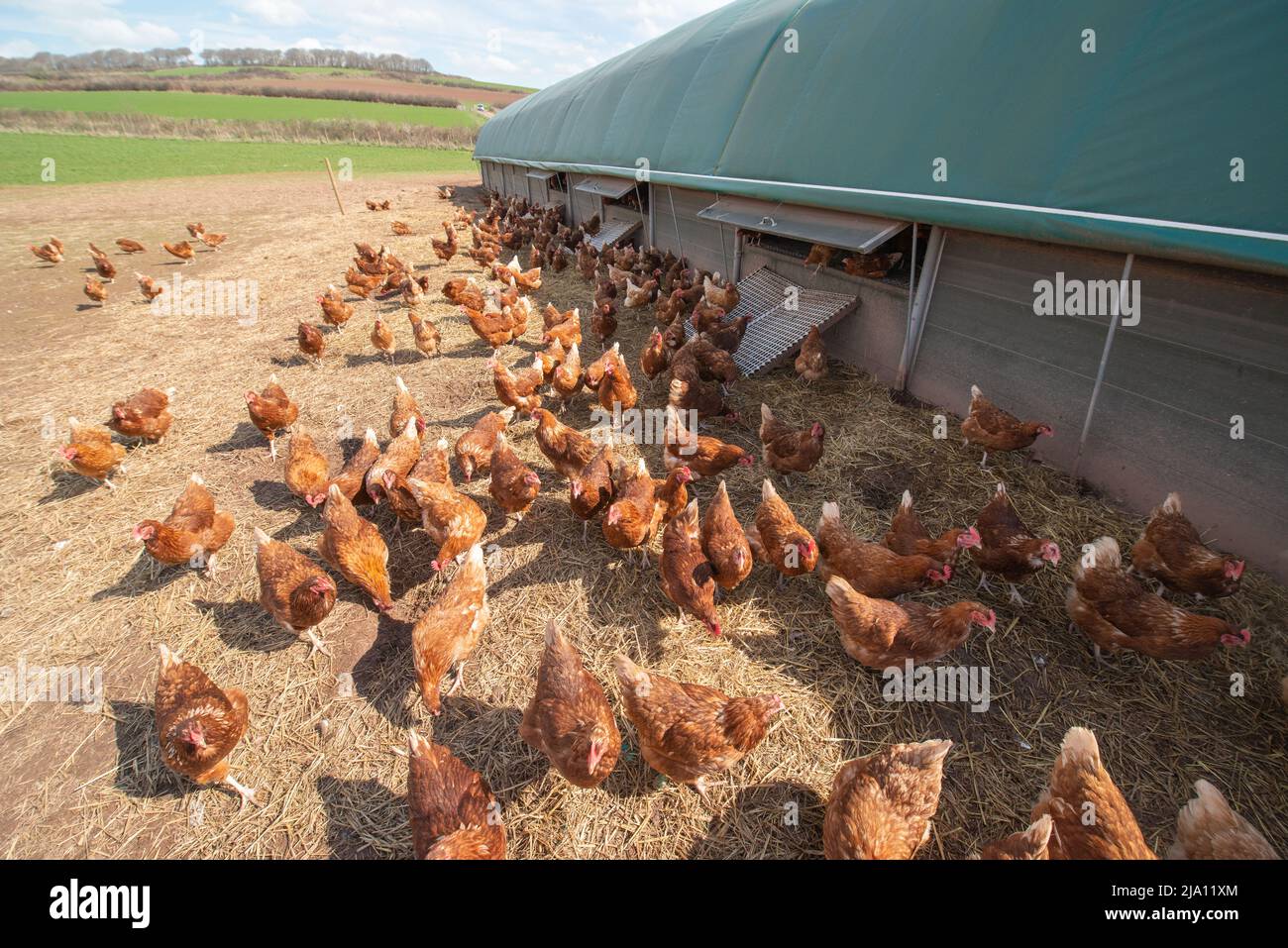 Galline ovaiole di gamma libera fuori del capannone Foto Stock