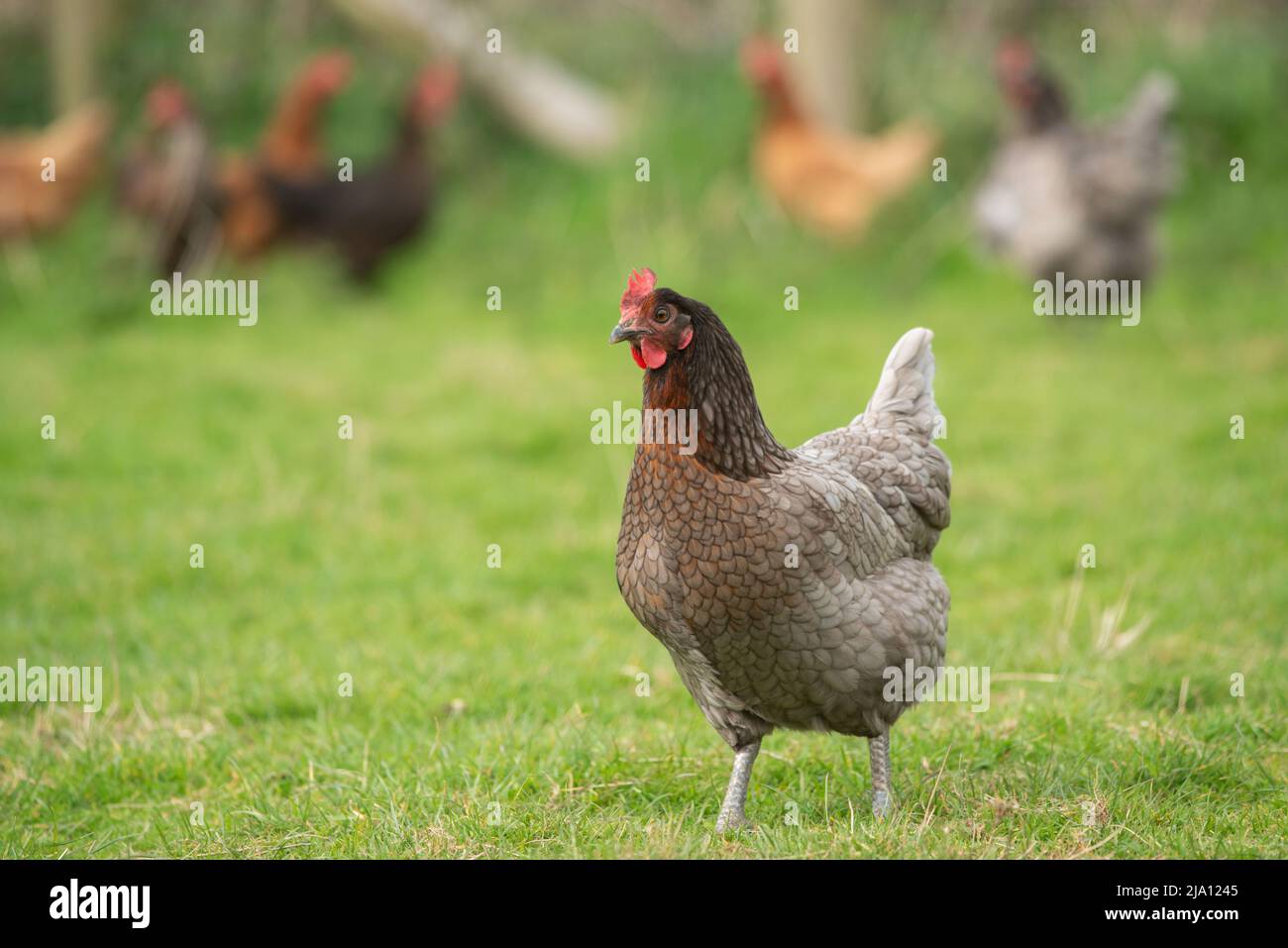 Galline ovaiole in erba, Carmarthenshire, Galles, Regno Unito Foto Stock