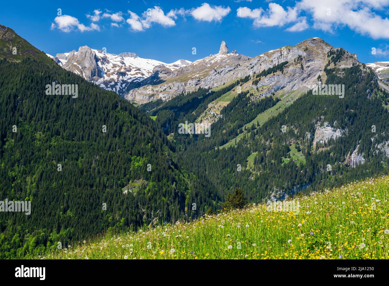 Paesaggio alpino estivo panoramico, Wengen, Canton Berna, Svizzera Foto Stock