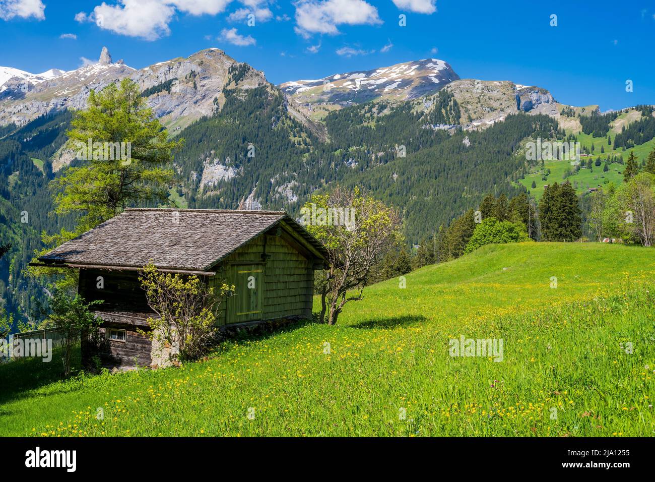 Paesaggio alpino estivo panoramico, Wengen, Canton Berna, Svizzera Foto Stock