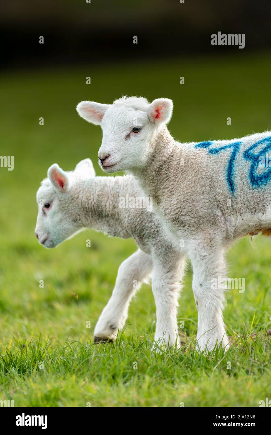 Agnelli di due settimane godono del sole primaverile del pomeriggio. Foto Stock