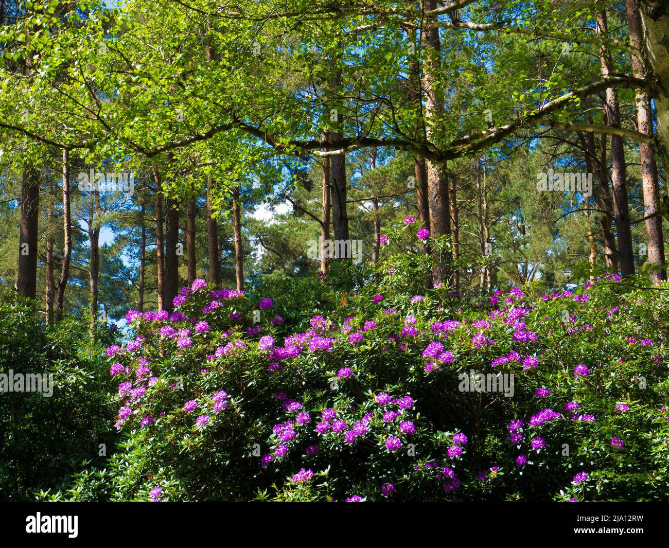 Rododendri selvatici ( Ponticum ) in ambiente boscoso. Foto Stock