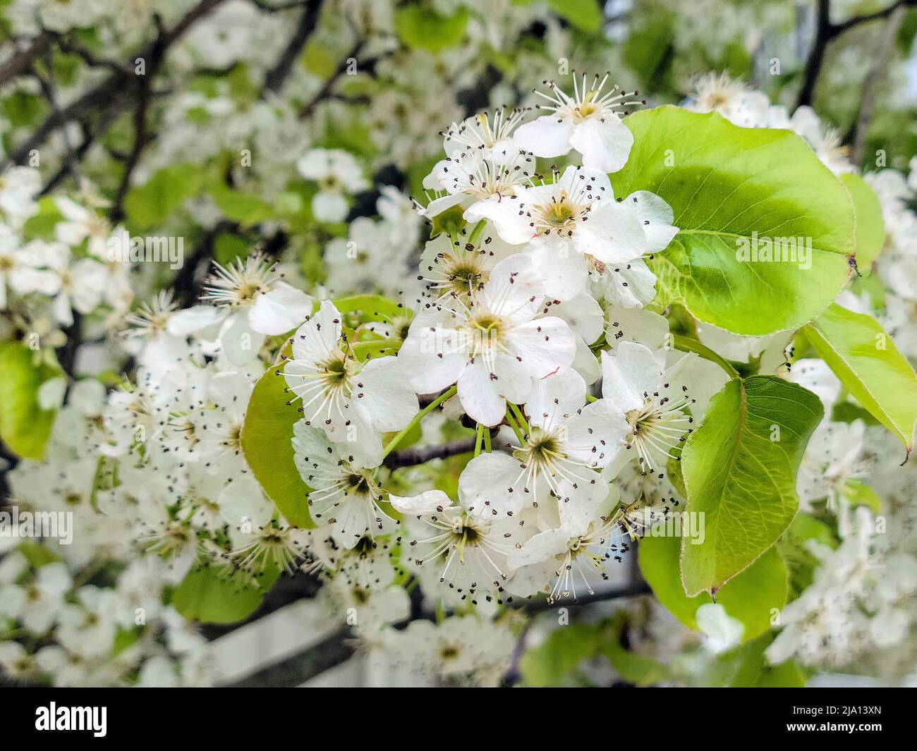 Primo piano di fiori di mela granchio su albero di primavera Foto Stock