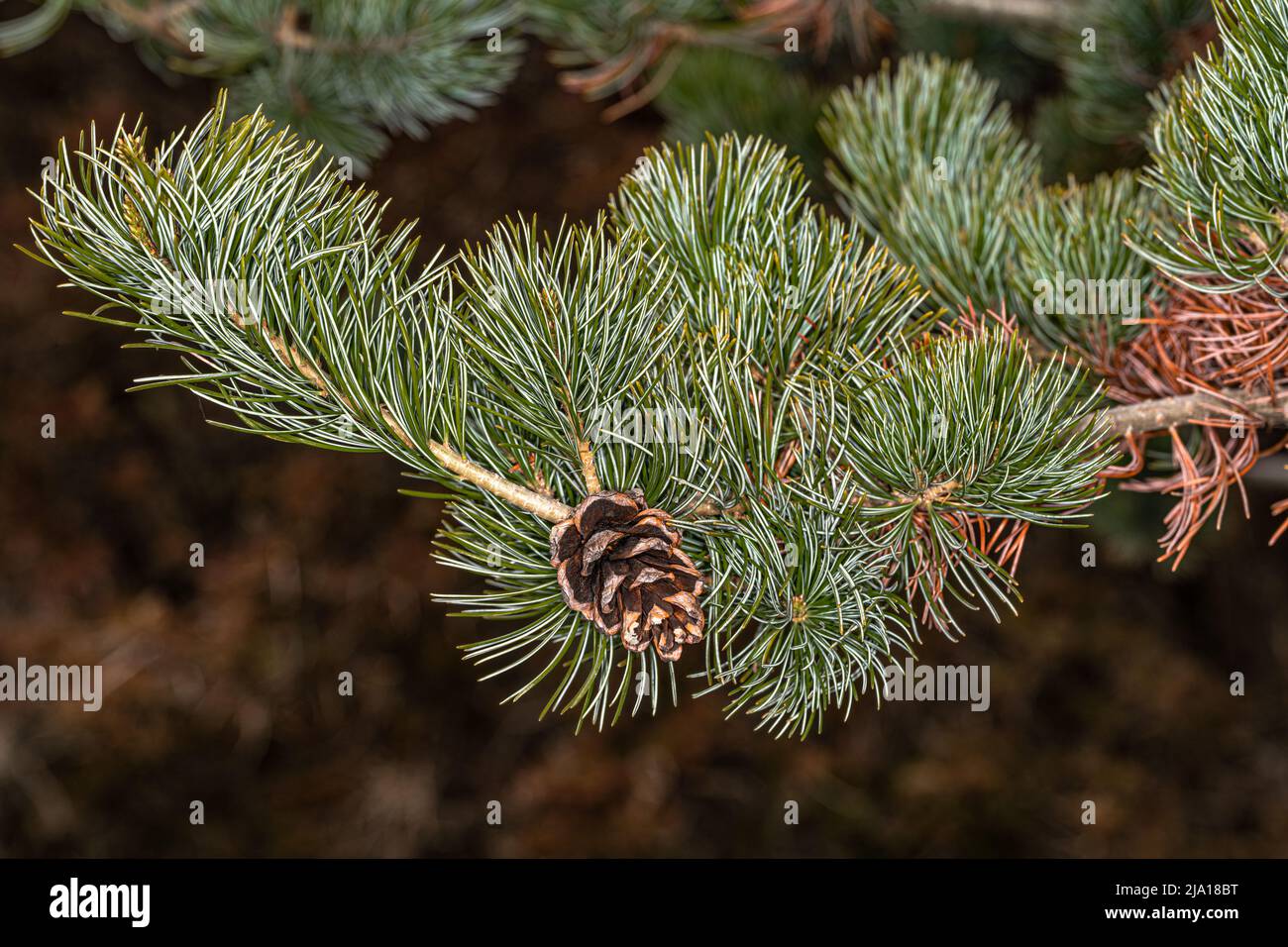 Foglie e cono di pino bianco giapponese (Pinus parviflora) Foto Stock