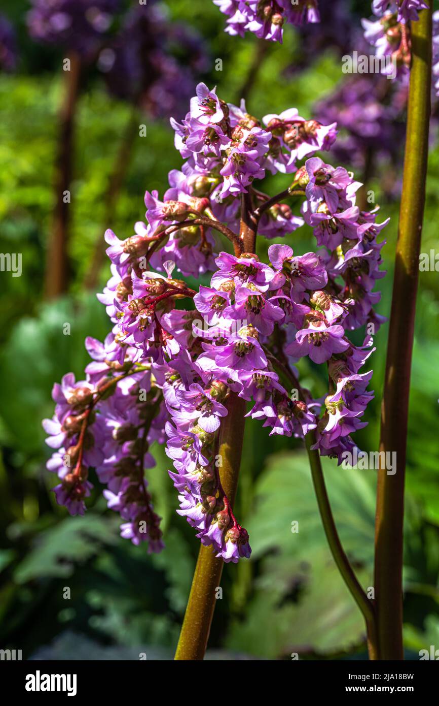 Fiori di cuore Bergenia (Bergenia cordifolia) Foto Stock