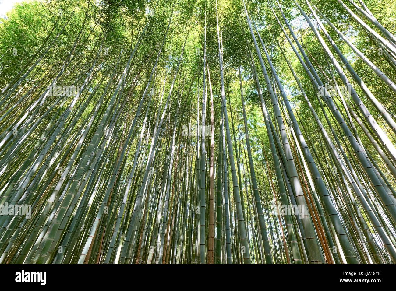 Giappone. Kyoto. Arashiyama Bamboo Grove Foto Stock