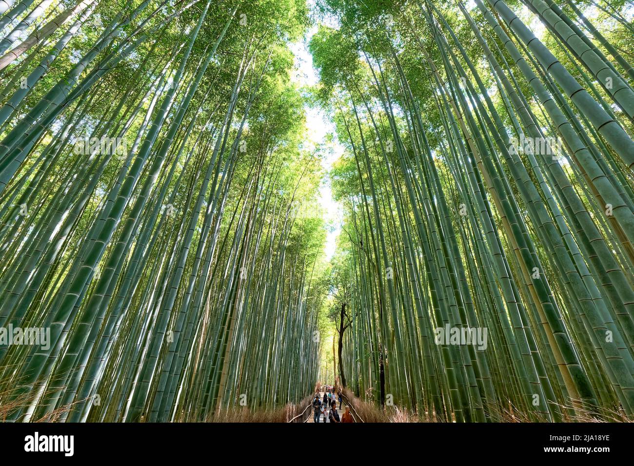Giappone. Kyoto. Arashiyama Bamboo Grove Foto Stock