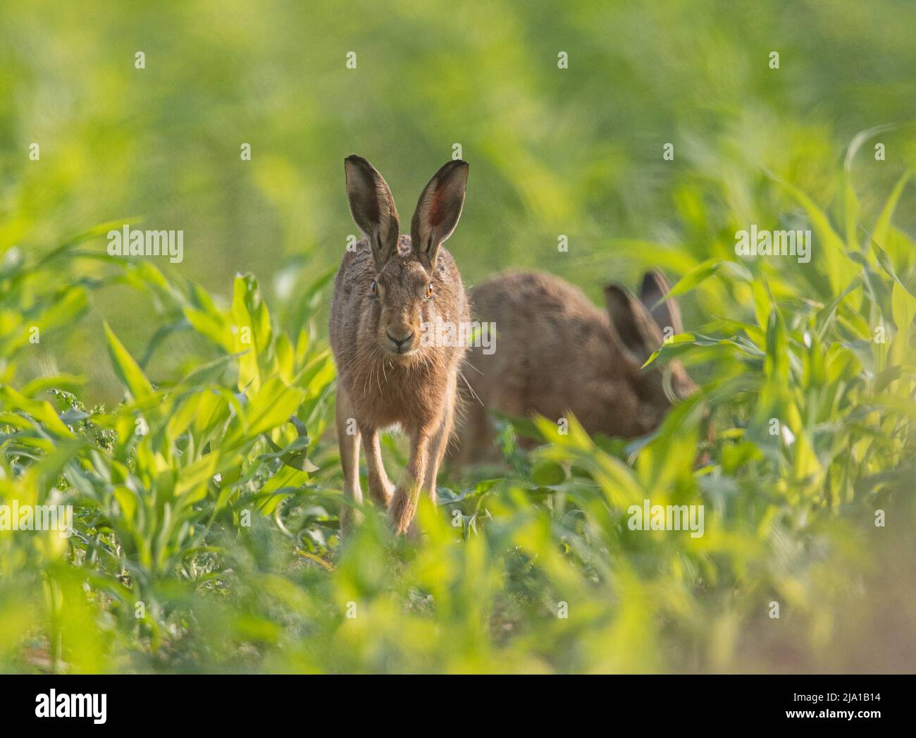 Un Hares marrone con il suo compagno, che corre torreggia la macchina fotografica in un campo di mais per la copertura del fagiano . - Suffolk , Regno Unito Foto Stock