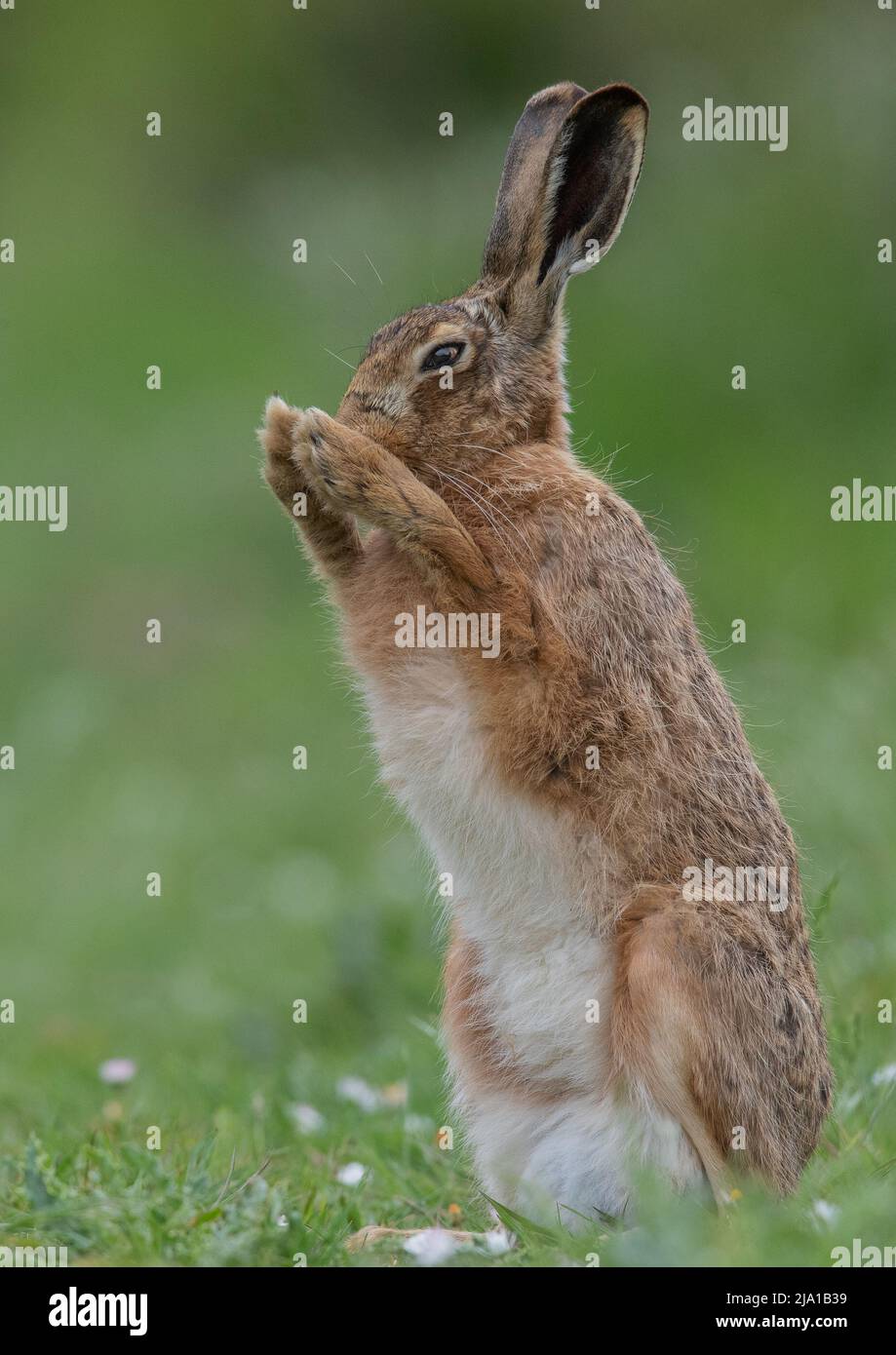 Una Lepre marrone (Lepus europaeus), in piedi, dicendo una preghiera con le zampe insieme. Un carino colpo di un timido animale selvaggio . Suffolk, Regno Unito Foto Stock