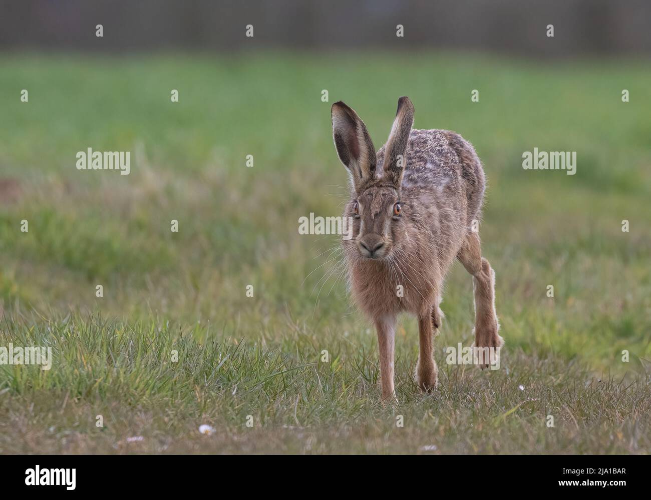 Un incontro ravvicinato con una Lepre Brown, ha enormi whisker , che corrono verso la macchina fotografica - Suffolk, Regno Unito Foto Stock