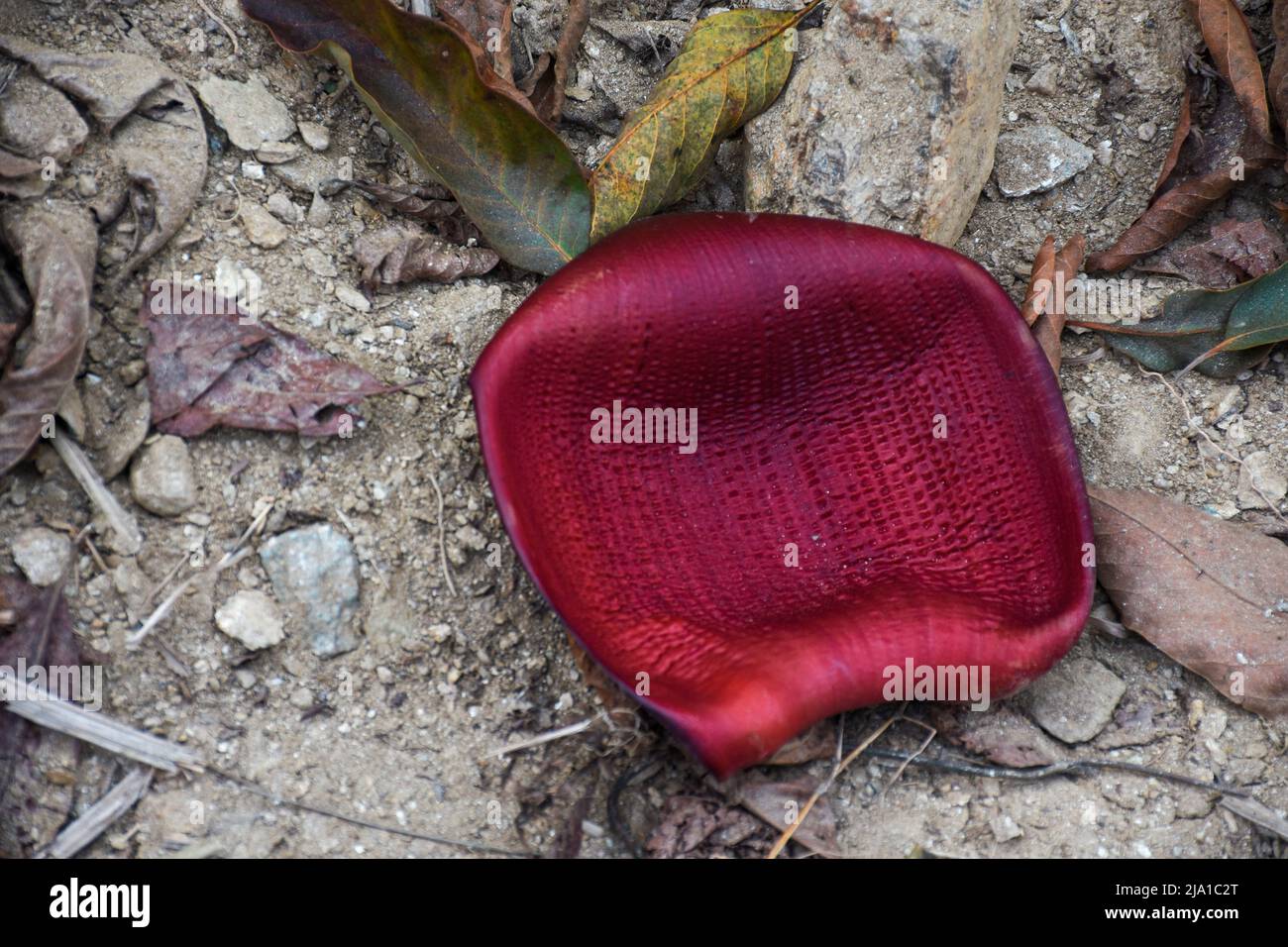 Musa è uno dei due o tre generi della famiglia Musaceae. Il genere comprende piante da fiore che producono banane commestibili e plantani. Foto Stock