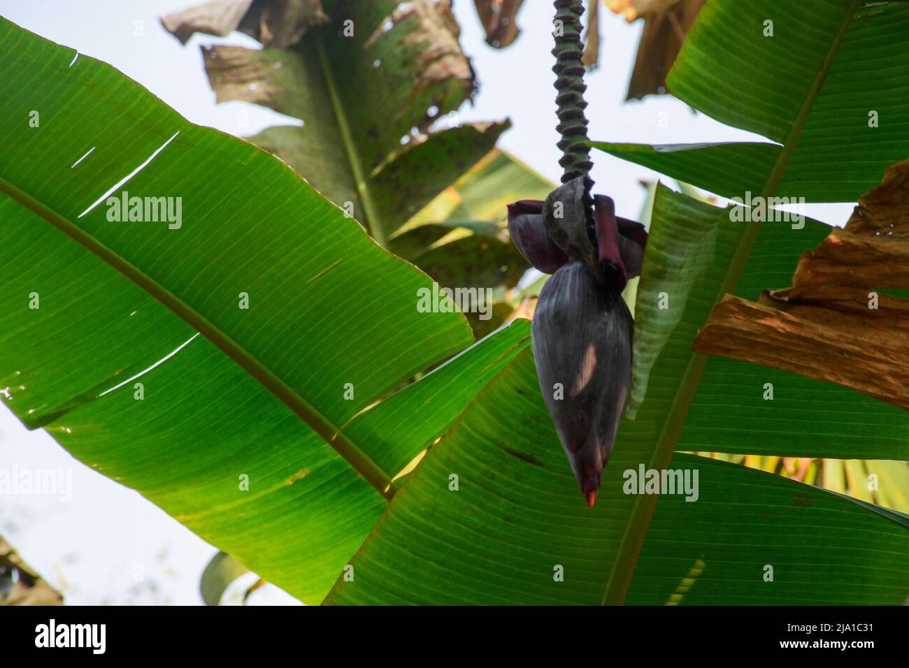 Musa è uno dei due o tre generi della famiglia Musaceae. Il genere comprende piante da fiore che producono banane commestibili e plantani. Foto Stock