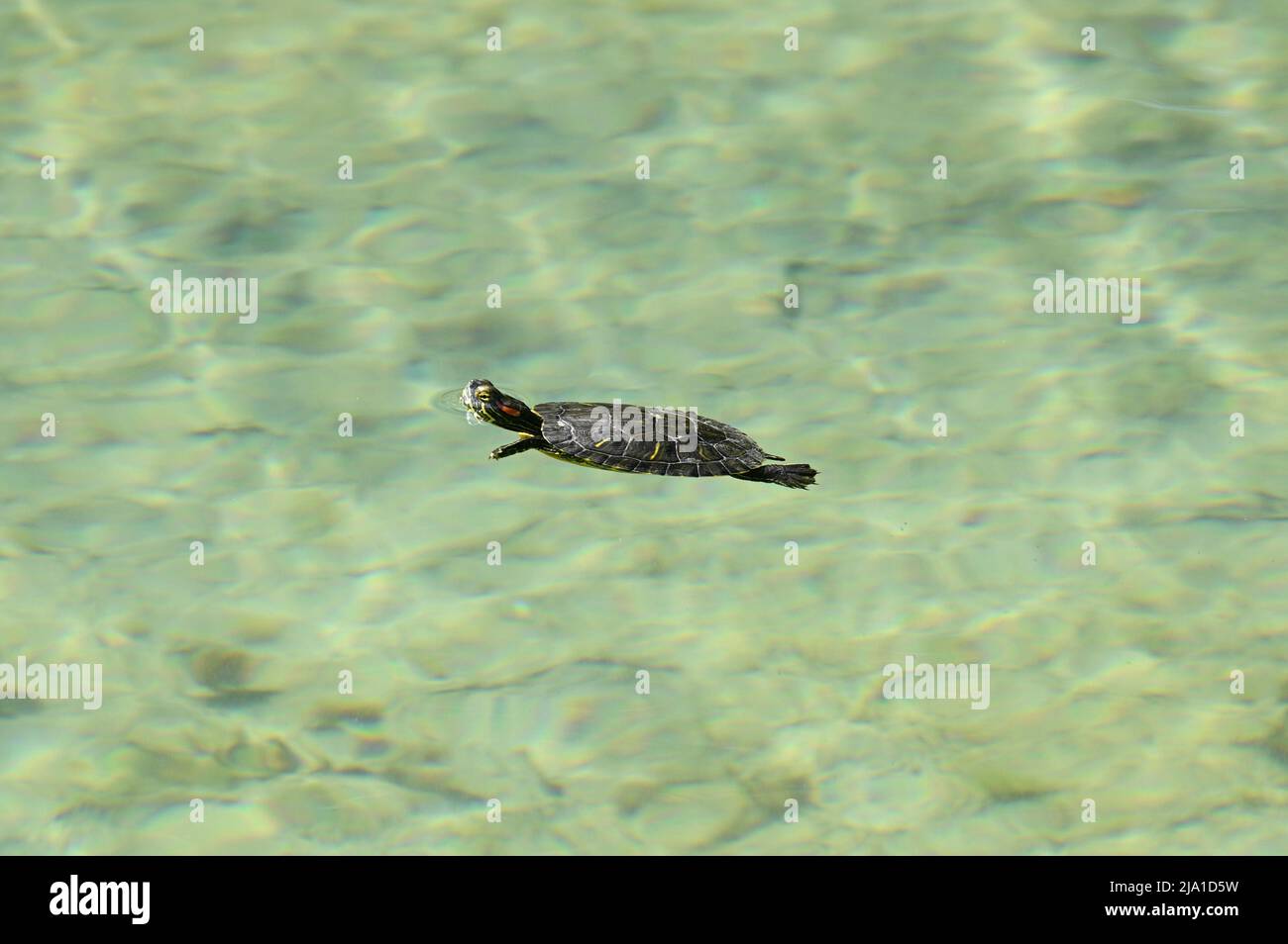 Vienna, Austria. Piccola tartaruga a cursore dalle orecchie rosse (Trachemys scripta elegans) nel parco acquatico Floridsdorf Foto Stock