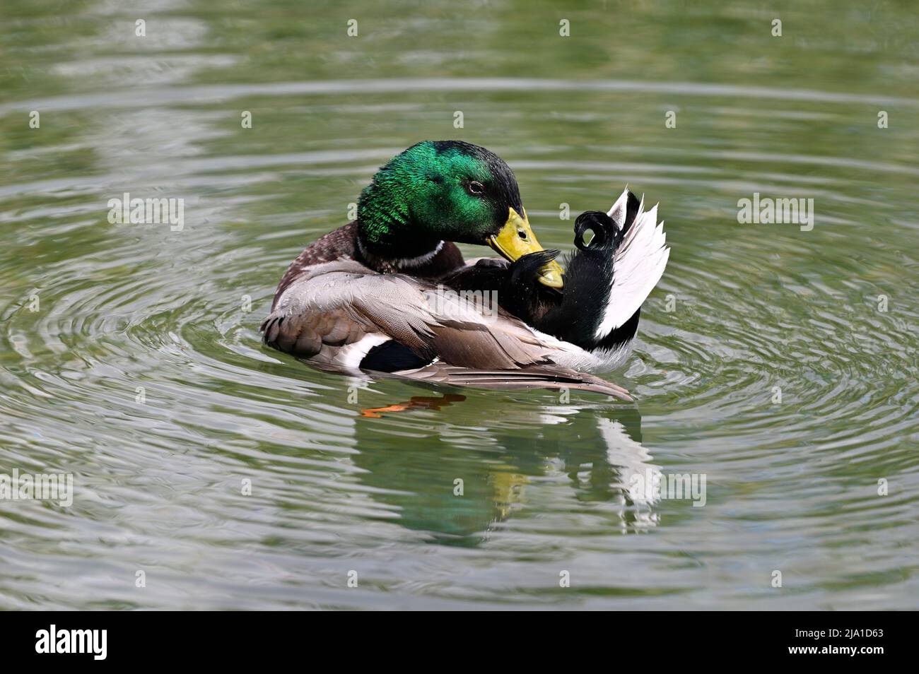 Vienna, Austria. Mallardo (Anas platyrhynchos) nel parco acquatico Floridsdorf Foto Stock