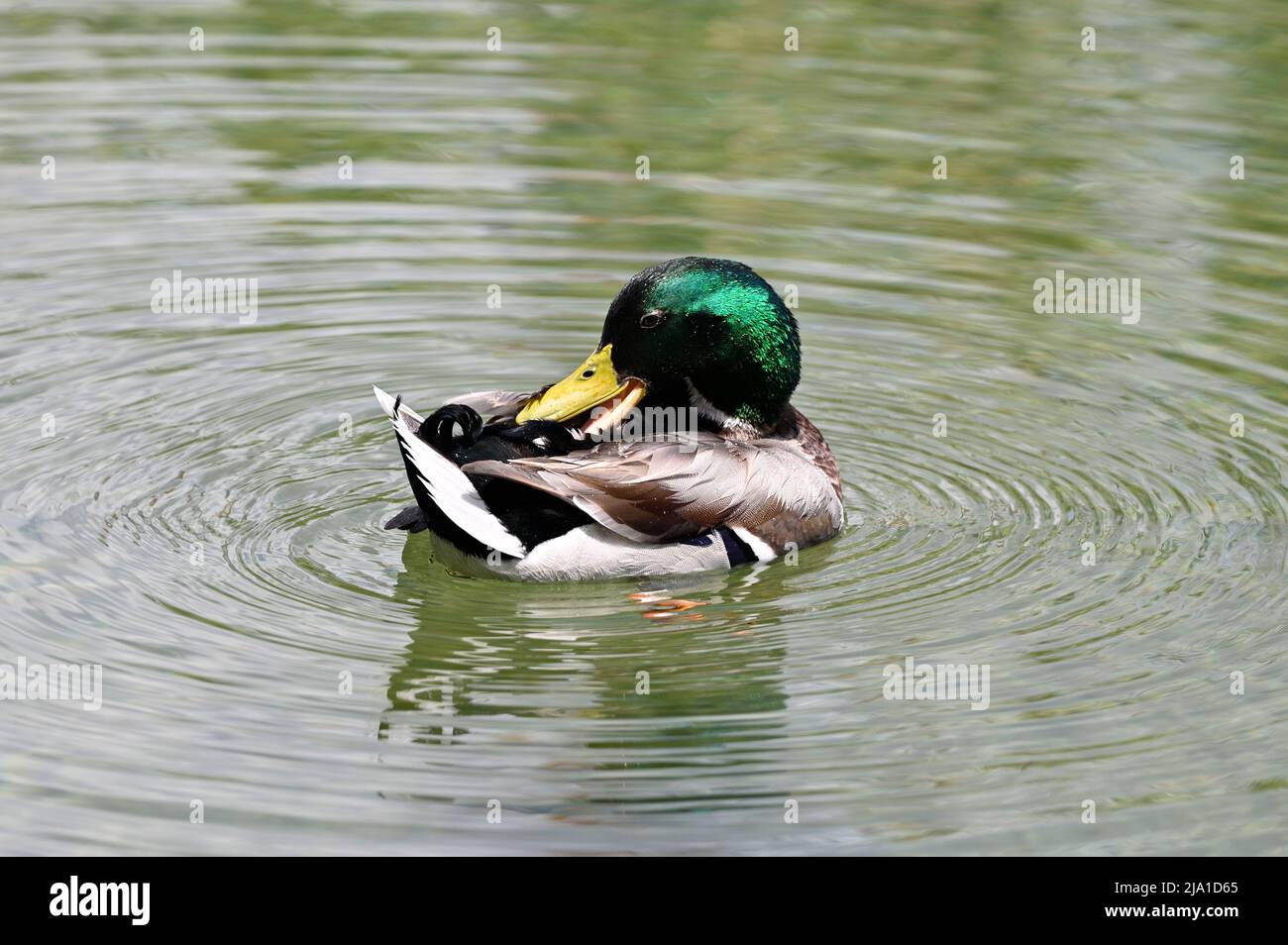 Vienna, Austria. Mallardo (Anas platyrhynchos) nel parco acquatico Floridsdorf Foto Stock