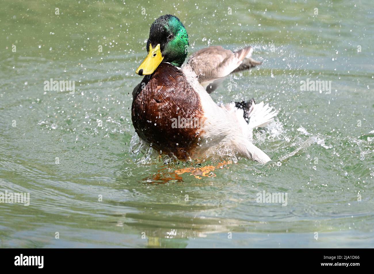 Vienna, Austria. Mallardo (Anas platyrhynchos) nel parco acquatico Floridsdorf Foto Stock