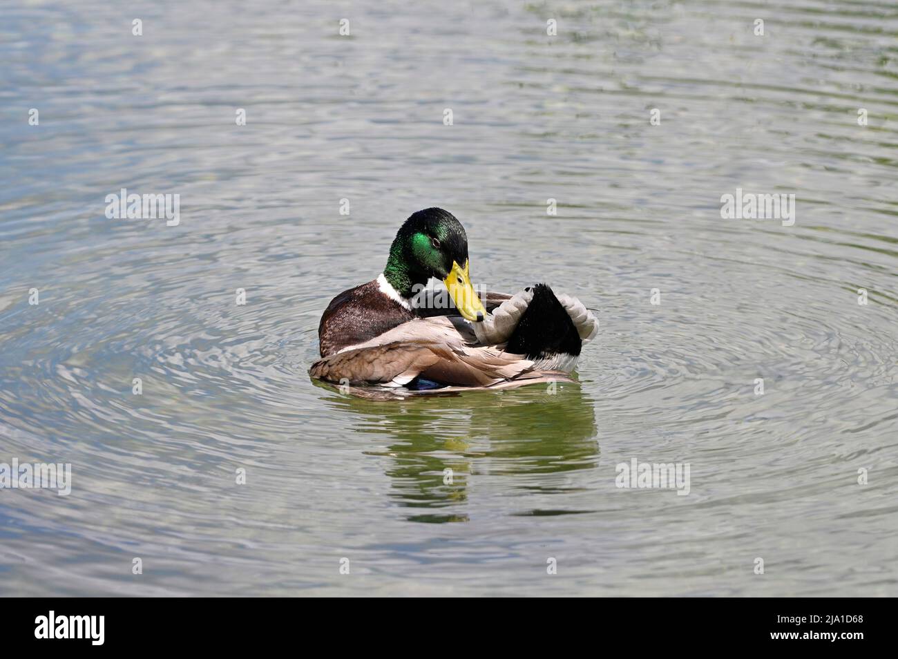 Vienna, Austria. Mallardo (Anas platyrhynchos) nel parco acquatico Floridsdorf Foto Stock