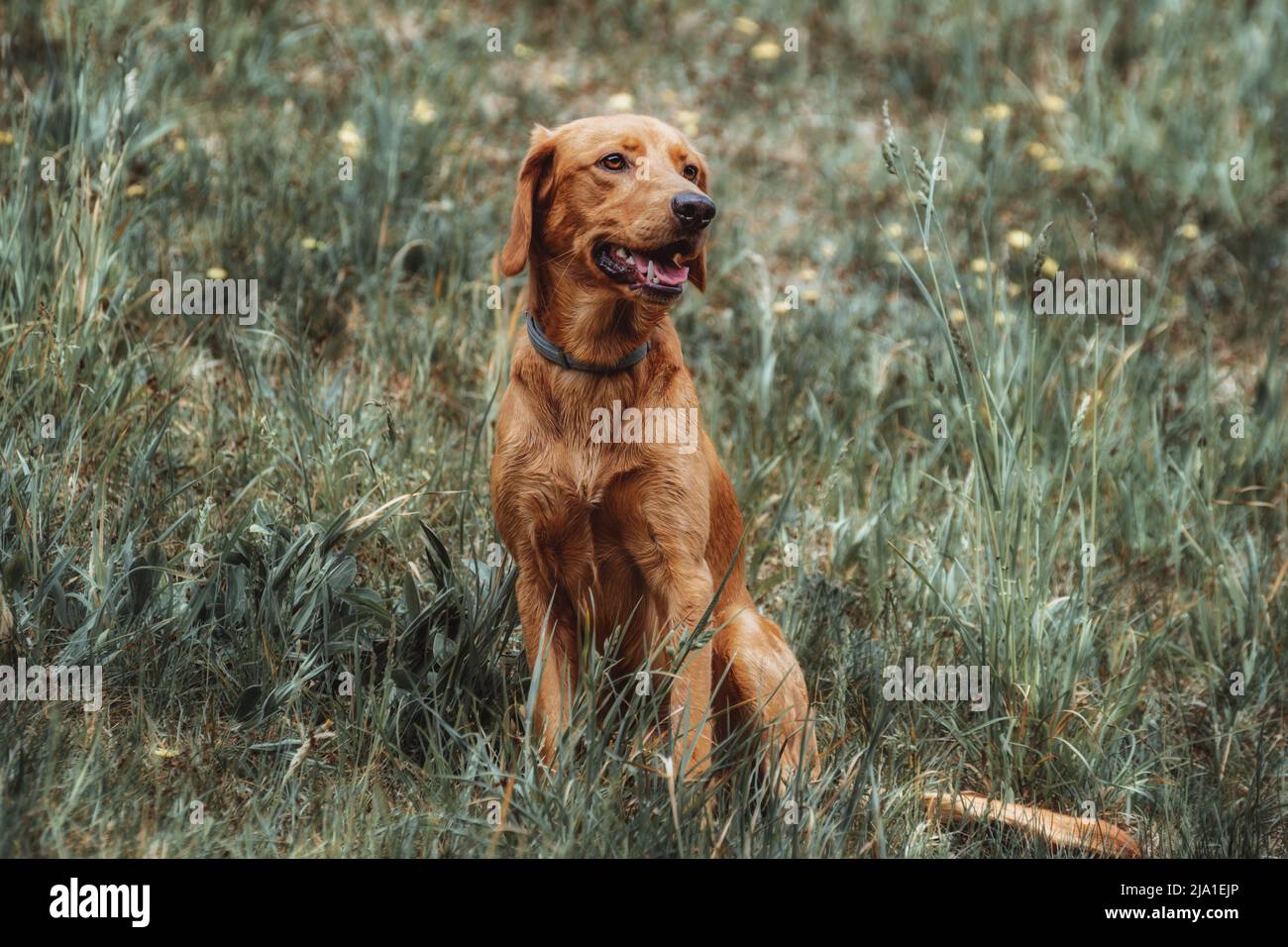 Il mio campione stanco di guado nel flusso Foto Stock