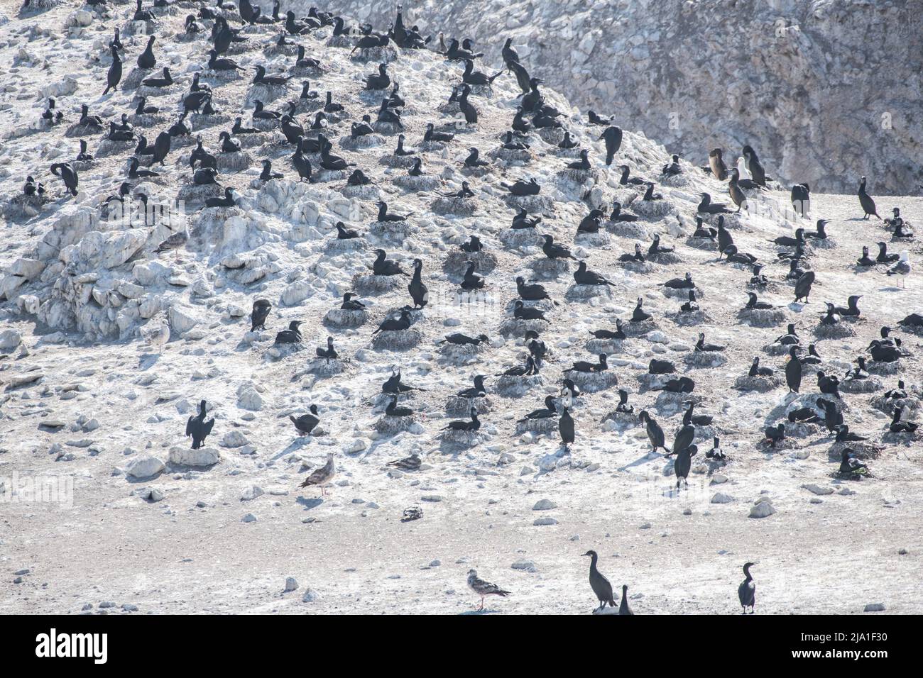 Una colonia nidificante di cormorani di Brandt (Urile penicillatus) su un'isola nell'oceano Pacifico al largo della costa della California, USA, Nord America. Foto Stock