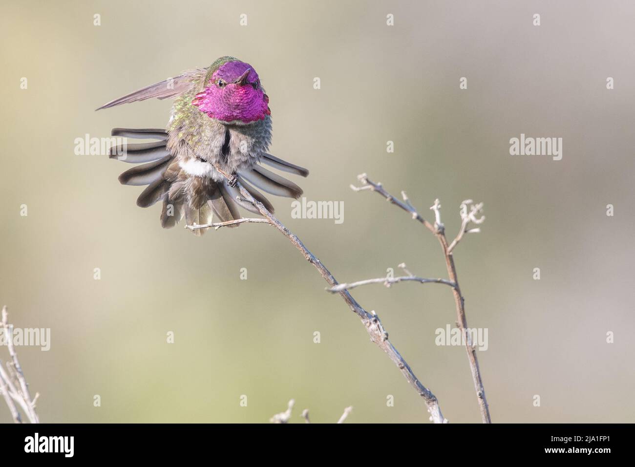 L'hummingbird di Anna (Calypte anna) in California mostra l'iridescenza rossa delle sue piume corona in un display colorato. Foto Stock