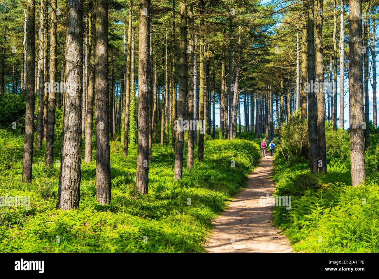 Newborough nel sud-ovest di Anglesey è una riserva naturale costiera di dune di sabbia, foresta e spiaggia. Una passeggiata di un paio nella foresta Foto Stock