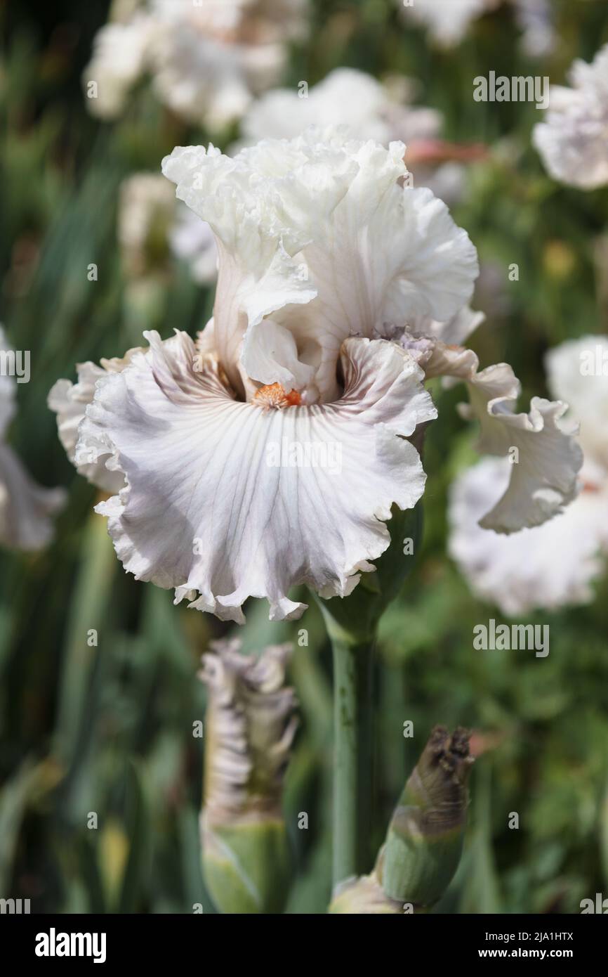 Iris 'Ghost Writer'. Foto Stock