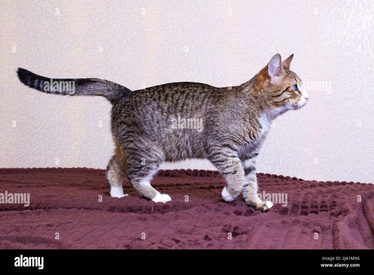 Il gatto a strisce grigie cammina sul lettino da vicino Foto Stock