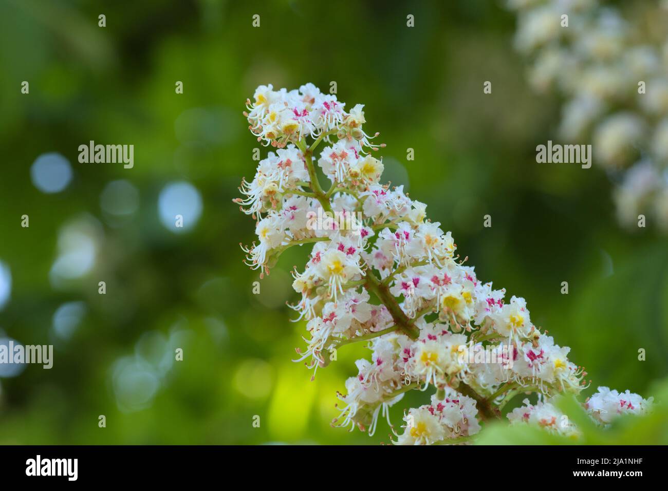 Fiore bianco di castagno di cavallo (Aesculus hippocastanum) in primavera Foto Stock
