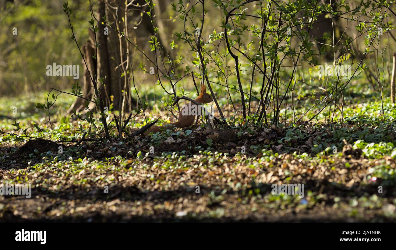 Scoiattolo rosso alla ricerca di cibo in un parco pubblico Foto Stock