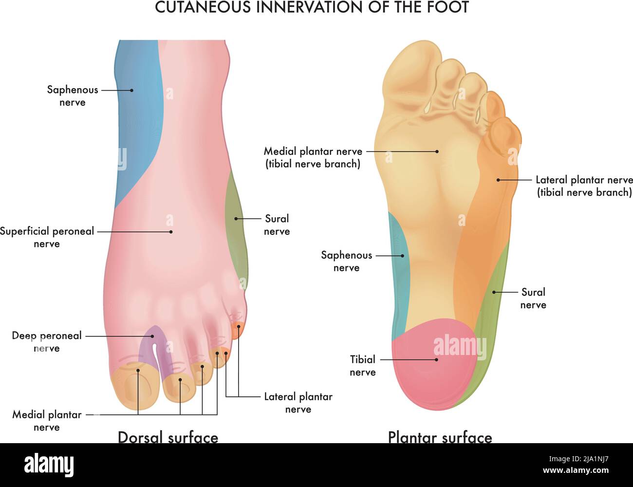 Illustrazione medica dell'innervazione cutanea del piede, con annotazioni. Illustrazione Vettoriale