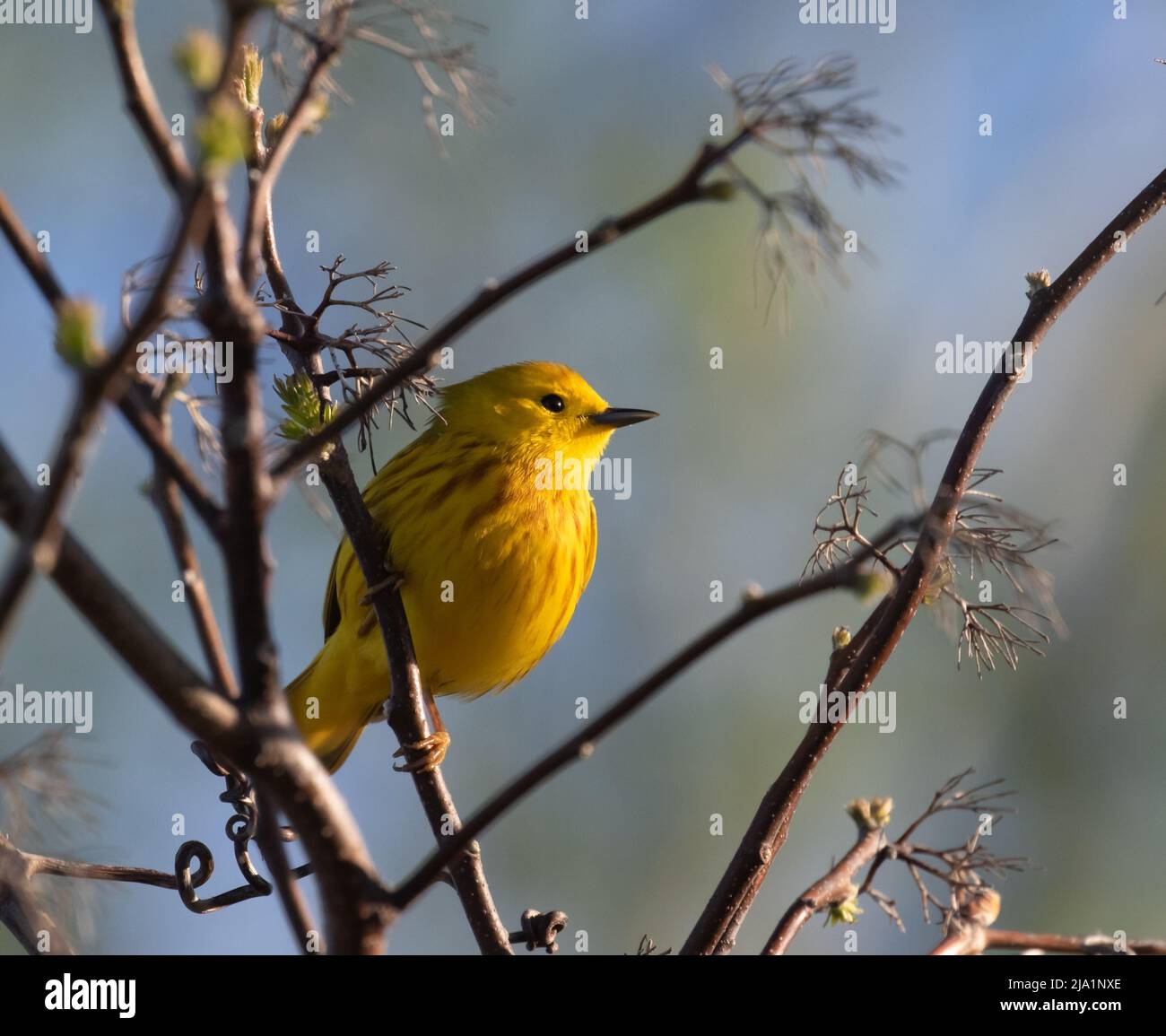 Un primo piano di un guerriere giallo in un albero al Pelee National Park Foto Stock