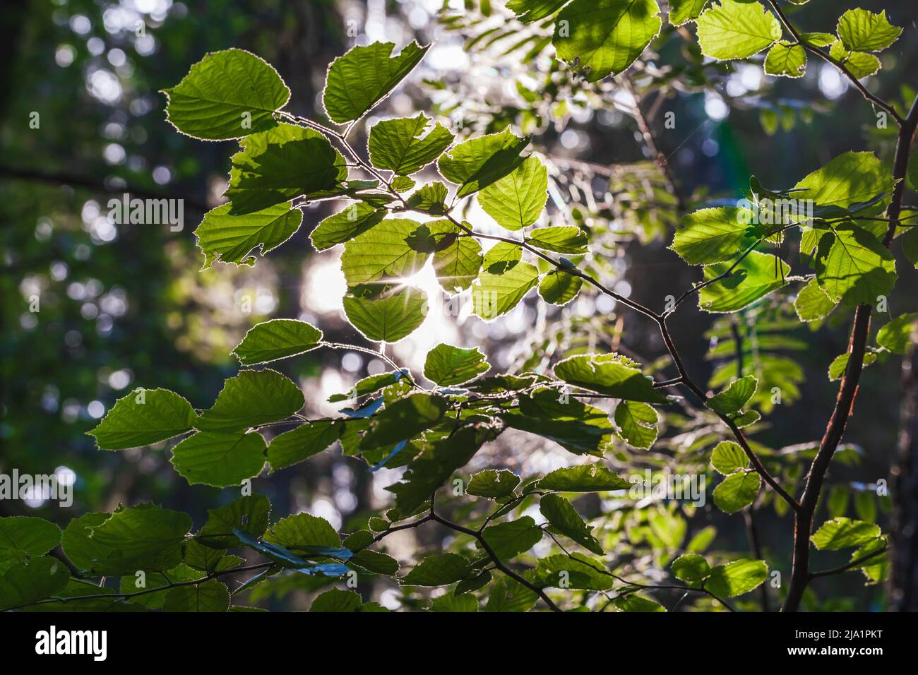 Foglie di nocciolo verde in una luce solare, foto naturale scattata in una foresta in un giorno d'estate Foto Stock