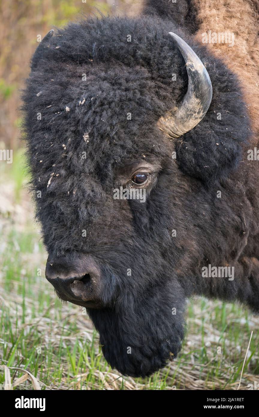 Wild Male Plains Bison, Alberta, Canada Foto Stock Wild Male Plains Bison, Alberta, Canada Foto Stock