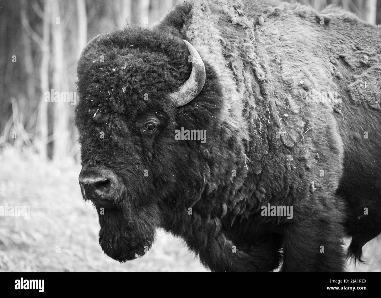 Wild Male Plains Bison, Alberta, Canada Foto Stock