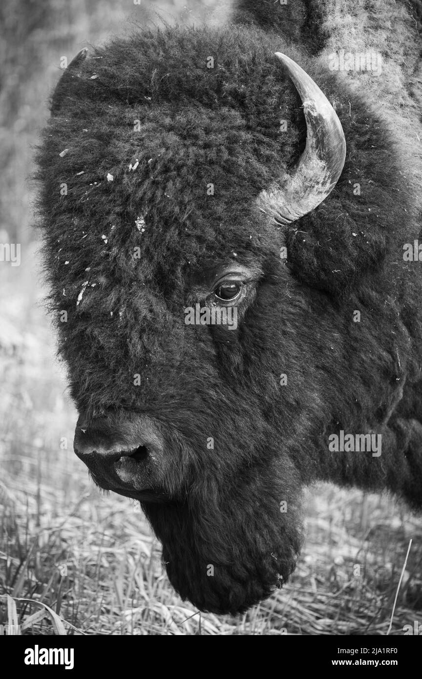 Wild Male Plains Bison, Alberta, Canada Foto Stock