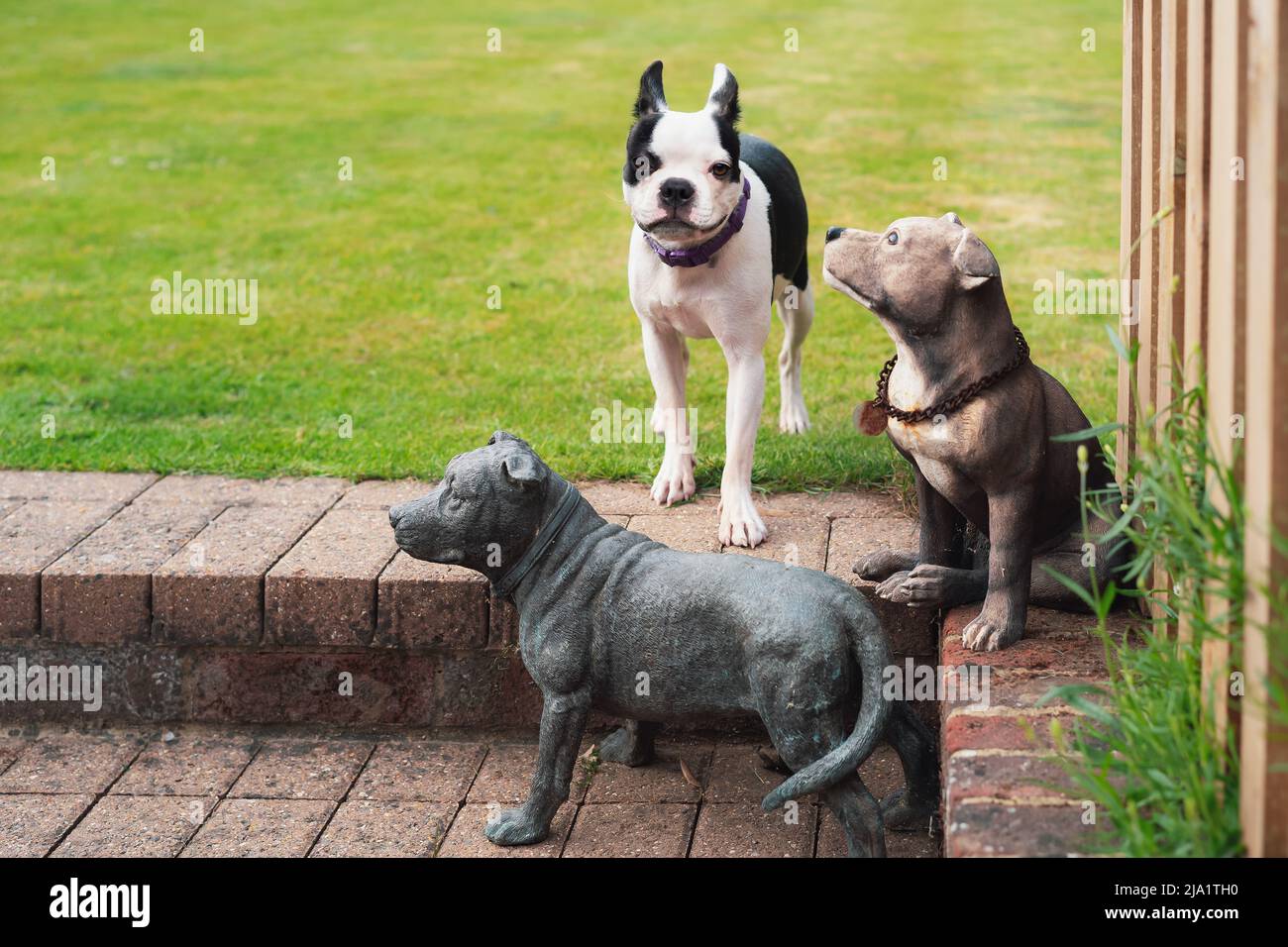 Giovane cane Boston Terrier in piedi in cima ai gradini del giardino con due modelli di cani figurine intorno a lei. Un cane modello sembra guardarla. Foto Stock