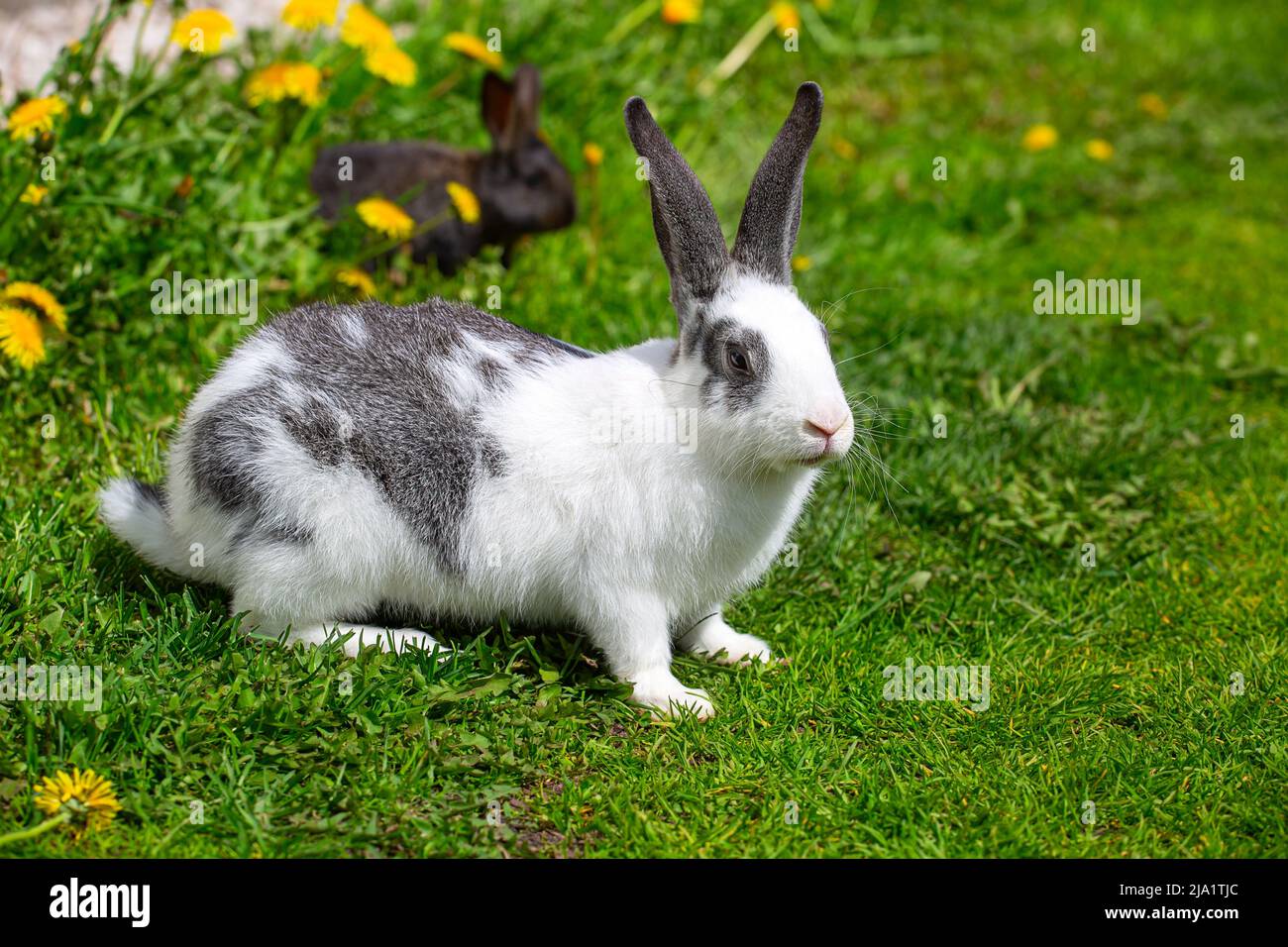 Un coniglio bianco con orecchie grigie siede sull'erba in dandelioni gialli in una giornata estiva soleggiata Foto Stock