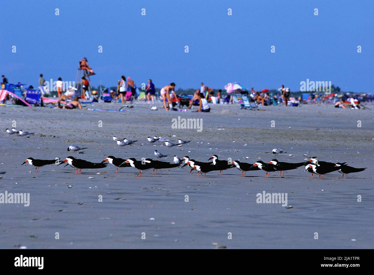 Spiaggia panoramica con persone e uccelli marini coesistenti Foto Stock