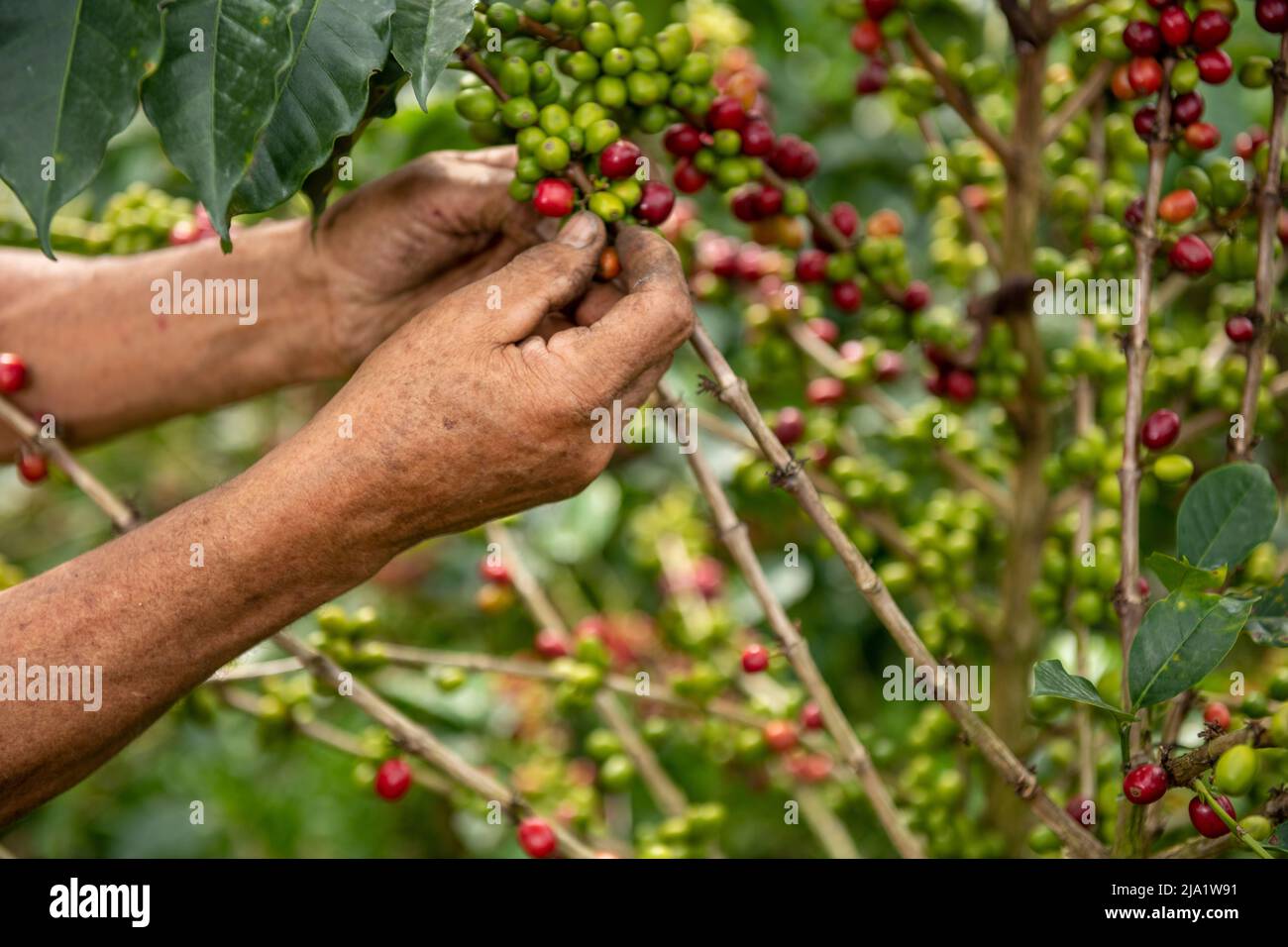 Una vista ravvicinata delle mani di un coltivatore di caffè arabica che raccoglie fagioli maturati di una pianta nella sua fattoria in Colombia, Sud America Foto Stock