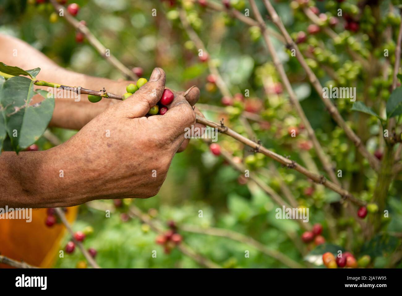 Una vista ravvicinata delle mani di un coltivatore di caffè arabica che raccoglie fagioli maturati di una pianta nella sua fattoria in Colombia, Sud America Foto Stock