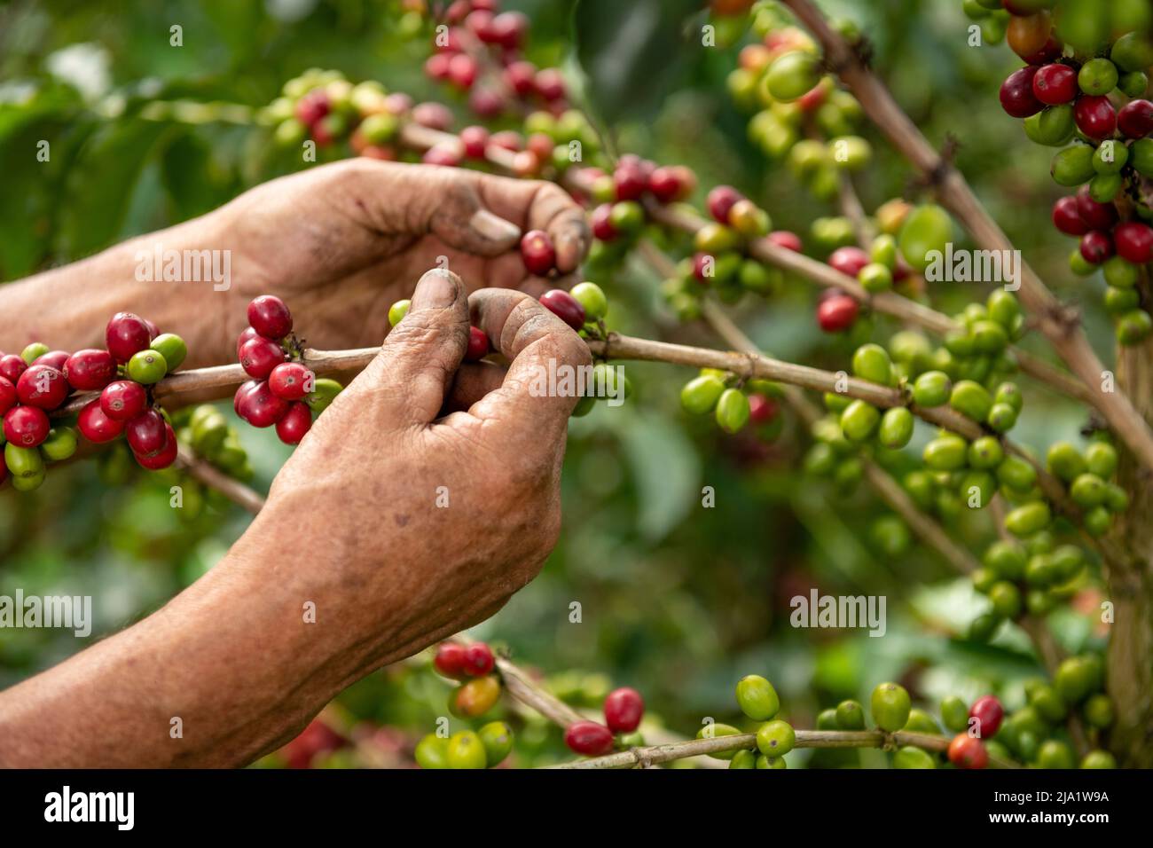Una vista ravvicinata delle mani di un coltivatore di caffè arabica che raccoglie fagioli maturati di una pianta nella sua fattoria in Colombia, Sud America Foto Stock